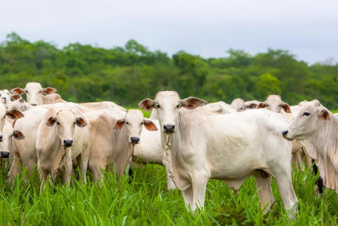 Com maior rebanho de gado, pecuaristas de MT reagem à sobretaxa da China contra carne bovina