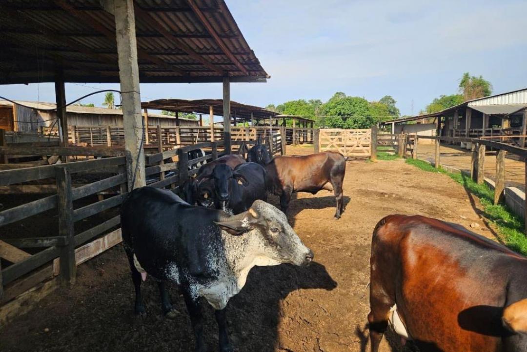 Seaf realiza reuniões sobre o Programa de Melhoramento Genético do Rebanho Leiteiro em 17 municípios