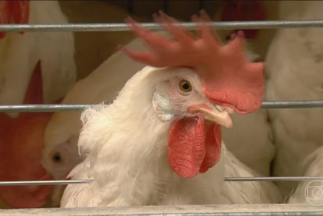 Gripe aviária: Mato Grosso descarta 2 casos da doença e investiga novo foco em aves domésticas