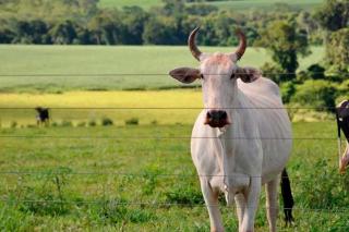 Preços do boi gordo continuam em alta: confira aqui