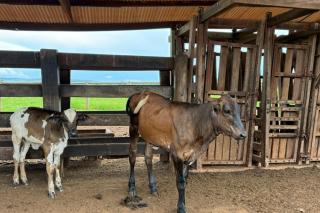 Seaf leva tecnologia genética ao agricultor familiar e muda a realidade no campo