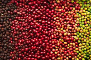 Vietnã lidera aumento de 9,2% nas exportações globais de café