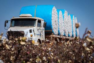 Equilíbrio na oferta e demanda mantém preço estável