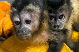 Sema reintegra filhote órfão de macaco-prego à vida livre em área de soltura
