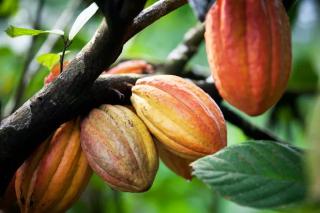 Brasil suspende importação de cacau da Costa do Marfim