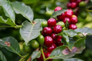 IBGE Projeta Safra Recorde de Café de 64,1 Milhões de Sacas em 2026