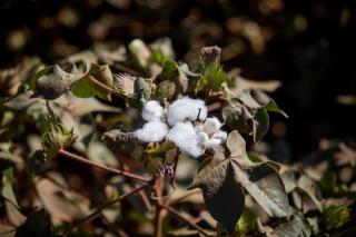 Vazio sanitário do algodão já está em vigor em 87 cidades de MT