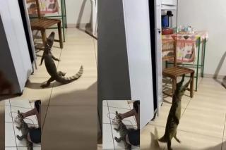 Jacaré é capturado por servidores dentro de unidade básica de saúde em Mato Grosso