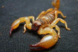 MT registra mais de 2 mil ataques de escorpiões; veja cidades com maior risco