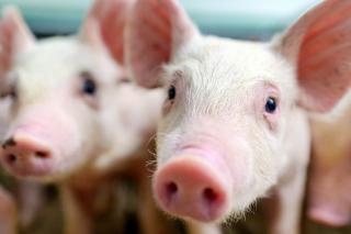 Cientistas têm sucesso no transplante de órgãos de porcos em macacos; saiba mais