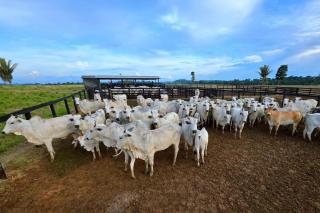 Campanha de atualização de estoque de rebanhos começa sexta-feira (1º) em MT