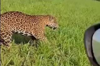 Onça-pintada “aposta corrida” com carro em lavoura e surpreende fazendeiro em MT; veja vídeo