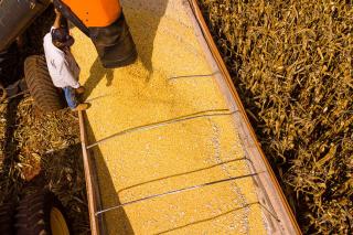 Mato Grosso lidera produção agropecuária do país com projeção de R$ 206 bilhões em 2026