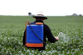 Mensagem de celular é usada como prova contra produtor que atingiu vizinhos com agrotóxico