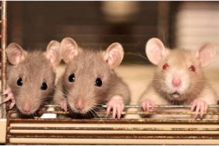 Cientistas fazem cócegas em ratos para descobrir se os animais têm senso de humor