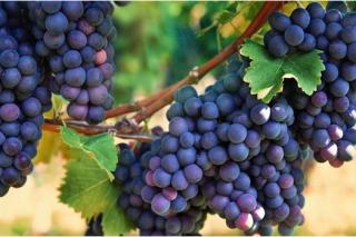 Produção de uvas movimenta mais de R$ 8 bilhões no Brasil