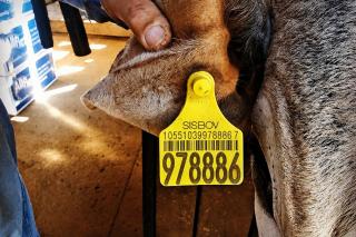 Conferência nacional debate implantação da rastreabilidade bovina obrigatória até 2032