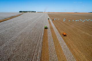 Mato Grosso lidera produção de algodão, soja e milho há décadas e reforça domínio na safra 2025/26