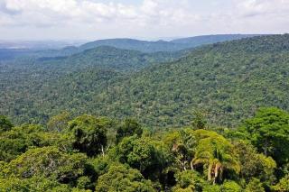 Desmatamento na Amazônia cai 22,3% entre agosto de 2022 e julho de 2023