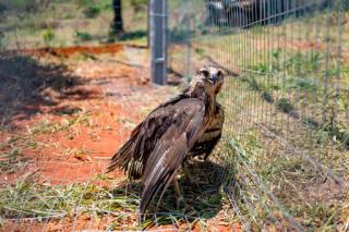 Ameaçada de extinção, águia-cinzenta é resgatada e levada ao Santuário dos Elefantes