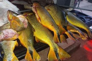 PM apreende 35 quilos de Dourado e prende pescador em MT