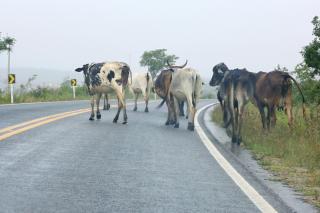 Bovinos soltos na via causam acidente de trânsito com duas carretas na MT-320 em Colíder