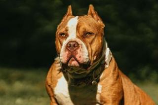 Reino Unido proíbe a raça american bully XL; mais de 240 cães podem ser sacrificados