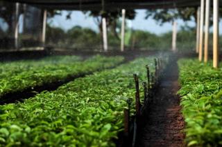 300 mil mudas de café produzidas em parceria entre Governo de MT e Prefeitura de Colniza