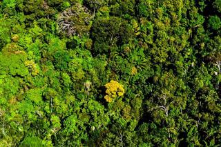 Mato Grosso reduz desmatamento em 74%, aponta Imazon