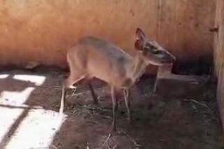 Veado-roxo encontrado amarrado é solto pela Sema em Nova Mutum; veja vídeo