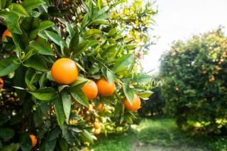 CITROS/CEPEA: Chuvas ajudam, mas ainda é necessário maior volume para uma boa produção