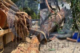 Tora de madeira cai de caminhão e mata trabalhador de 22 anos
