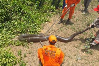 Corpo de Bombeiros resgata sucuri em área de mata em Sorriso