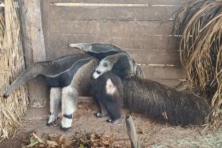 Sema-MT leva para Santuário dos Elefantes tamanduá-bandeira que passou 40 dias internada após atropelamento