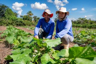 Número de trabalhadores na agricultura cresce no terceiro trimestre