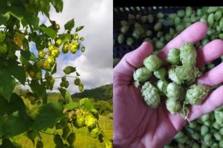 Tecnologia impulsiona produção de lúpulo no Brasil