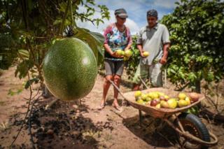 Governo de MT lança programa inovador para fortalecimento da agricultura familiar em parceria com Banco Mundial
