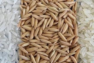 Conab pode comprar até 137 mil toneladas de arroz da safra 2024/25 para formação de estoques