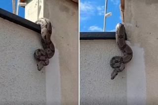 Moradora de Goiás se assusta ao encontrar cobra no muro de casa. Veja vídeo