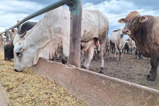 Crise de oferta de gado nos EUA deve persistir até 2027