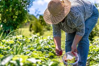 Agricultores familiares recebem apoio da Conab para comercializar 1,56 milhão de toneladas de alimentos