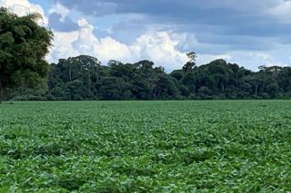 Moratória da soja gera insatisfação e mobiliza produtores e legisladores no Brasil