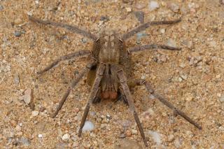 Brasil tem 3 das 4 aranhas mais perigosas do mundo; veja lista 