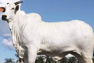 Vaca nelore bate recorde mundial de preço ao atingir R$ 54 milhões
