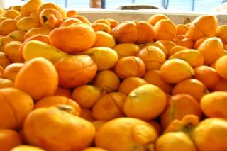 Capital do Pequi em Mato Grosso deve aumentar em 30% colheita até dezembro