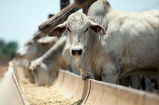 Mercado de boi gordo continua com tendência de forte valorização e anima o setor