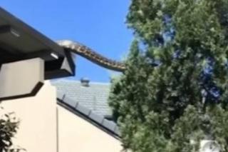cobra gigante sai de telhado e escala árvore na Austrália