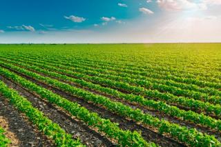 Bayer lança no Brasil semente de soja com tecnologia tolerante a cinco defensivos