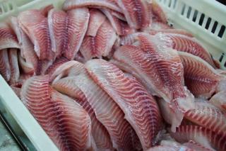 Sem EUA, setor de pesca deixa de exportar US$ 250 milhões