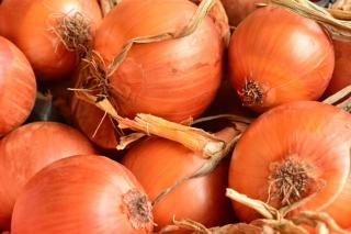 Baixa rentabilidade da cebola preocupa produtores no Sul do Brasil